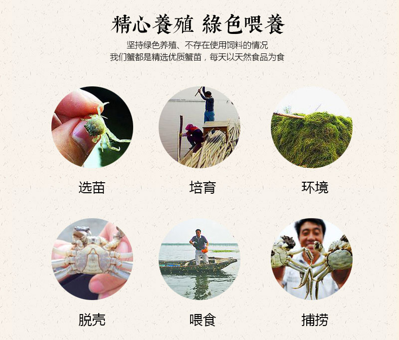 澄沁大閘蟹-精心喂養，綠色養殖